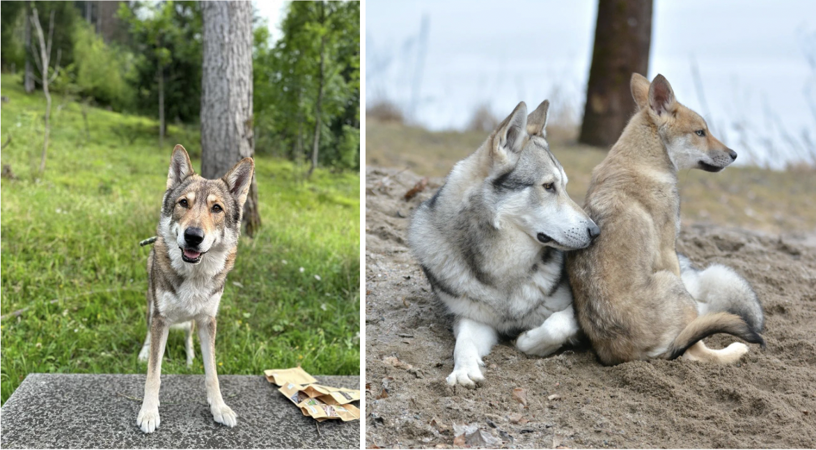 Wolfdog vs. Wolf: How to Tell the Difference Between a Hybrid and the ...