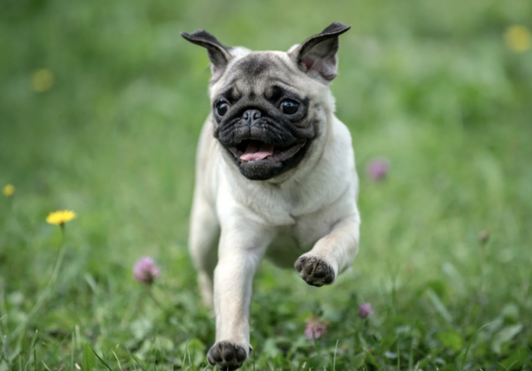 These 250 Pug Names Are So Perfect, You’ll Want to Adopt Another Pug ...