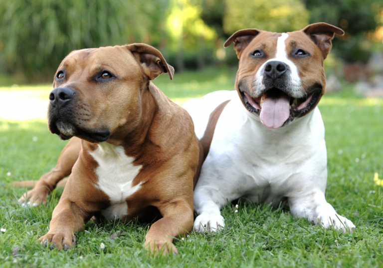 American Pit Bull Terriers vsAmerican Staffordshire Terriers