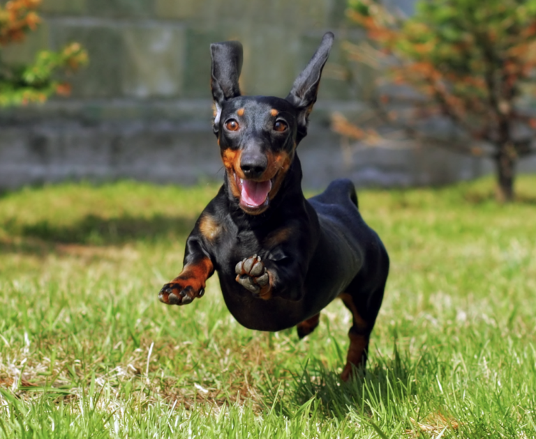 Famous fashion dachshund names