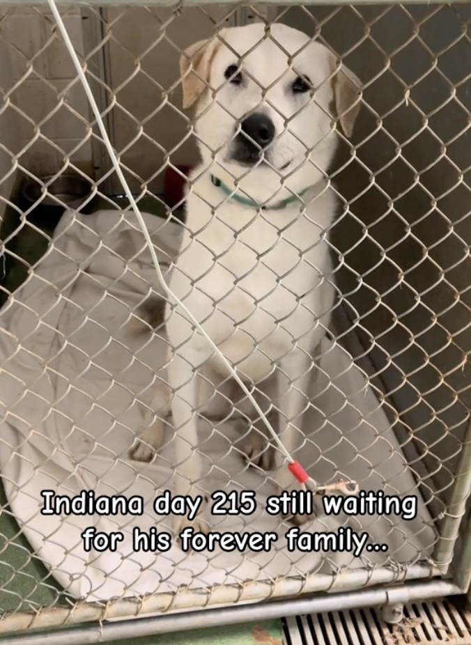 Watch As Dog Clings To Hope After 200+ Days At The Shelter