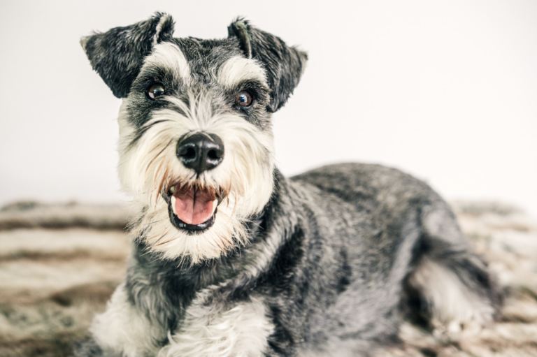 Vintage Dog Names