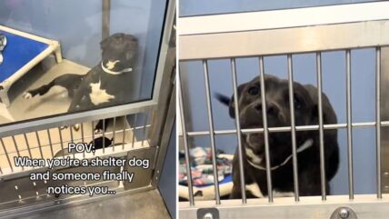 Shelter Dog’s Heart-Melting Reaction as Potential Adopter Notices Her