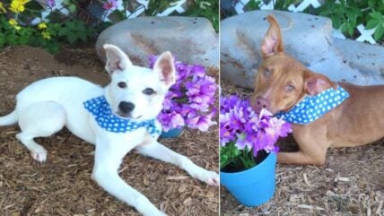 Heartbreaking: Shelter Puppies Only Get 30 Minutes of Playtime Each WEEK