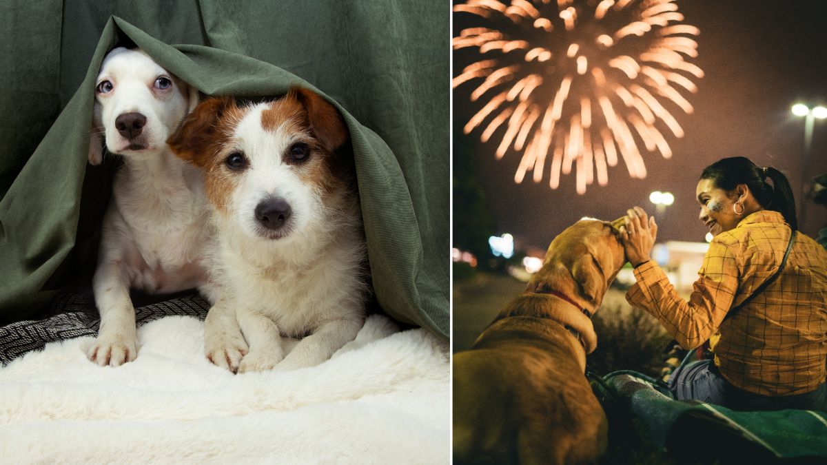 virginia beach calming shelter dogs on the 4th of july