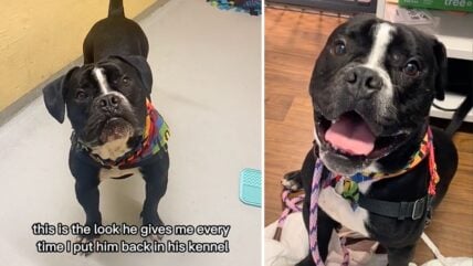 Stressed-Out Shelter Dog Kept Getting Passed Over Until He Got These Two Gifts