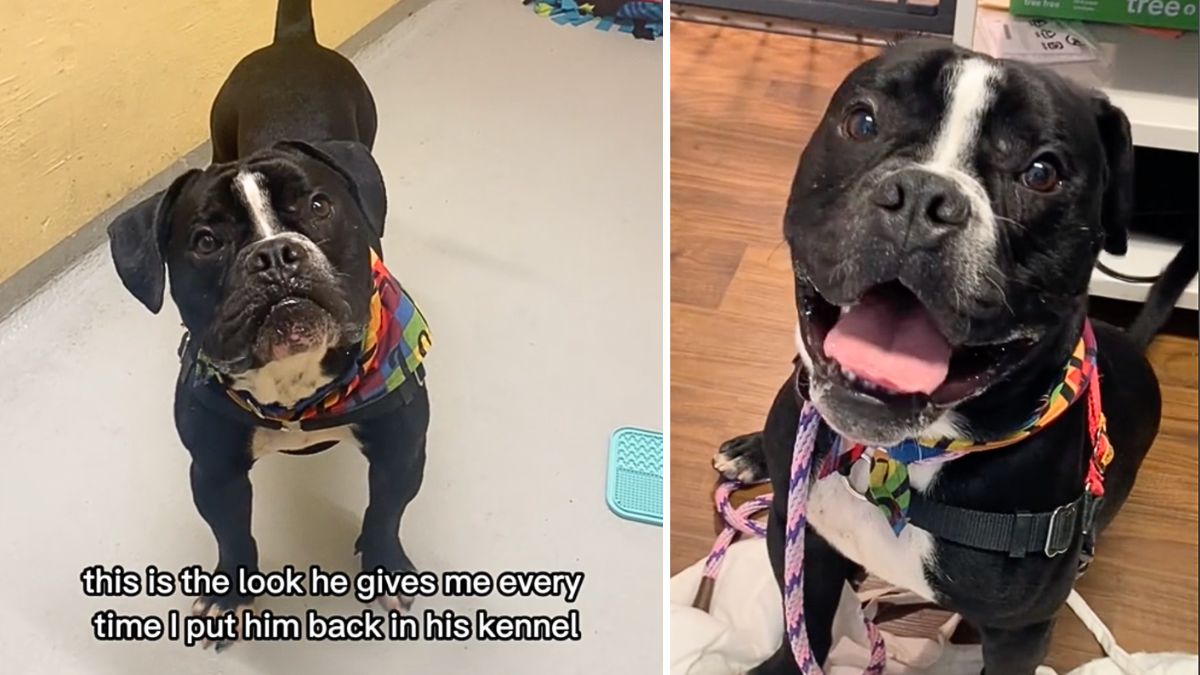 Stressed-out Shelter Dog Kept Getting Passed Over Until He Got These 