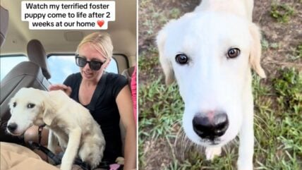 Terrified Shelter Dog’s Inspiring Transformation Will Melt Your Heart