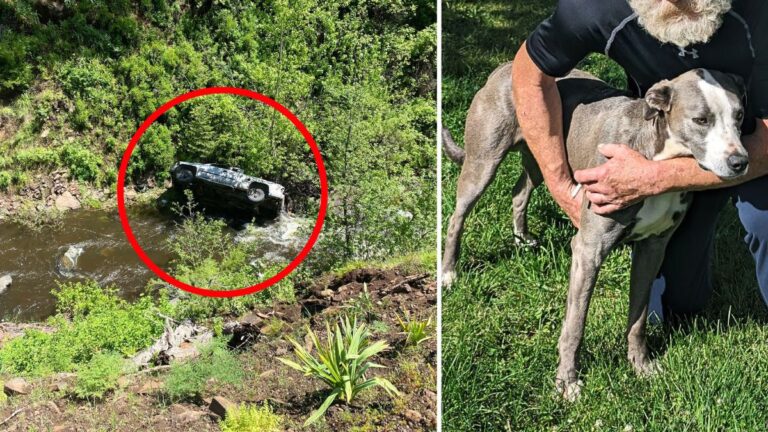 The Hero Dog Who Ran 4 Miles to Find Help for His Owner After Car Crash