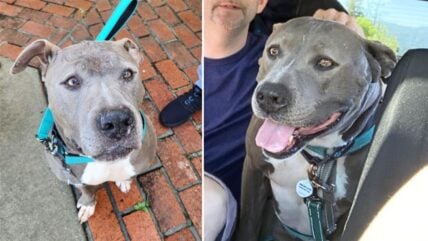 Handsome Blue Pitbull Returned to Shelter After Being Attacked, Now Learning To Trust Again
