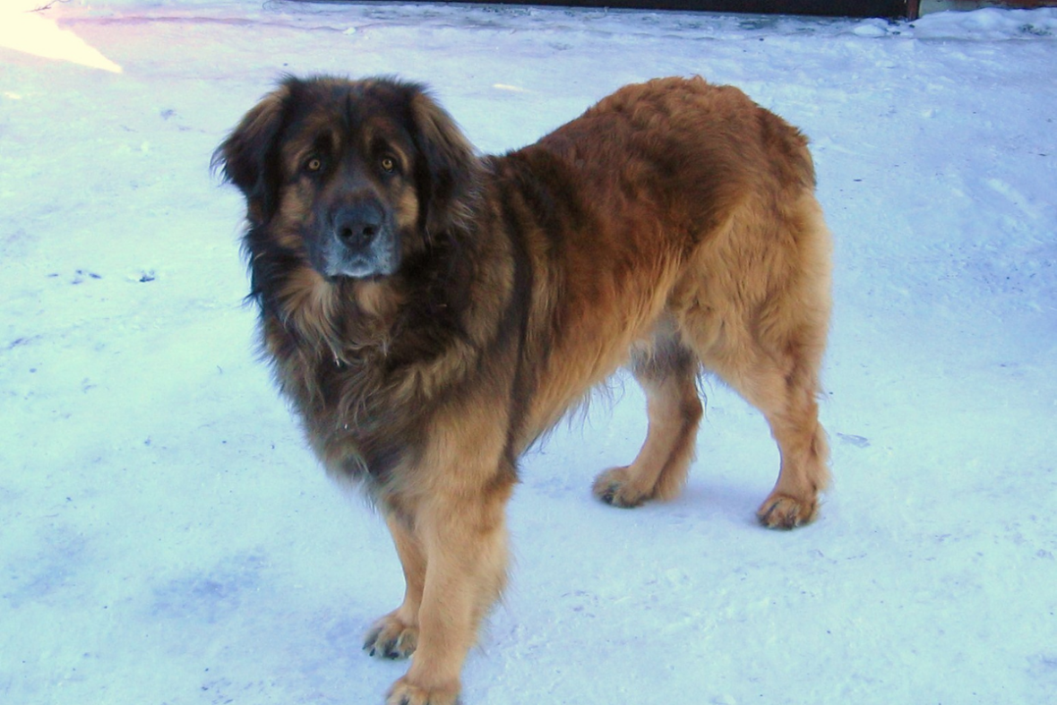 Close up of a leonberger standing on snow, Leonbergers are among the dog breeds with manes