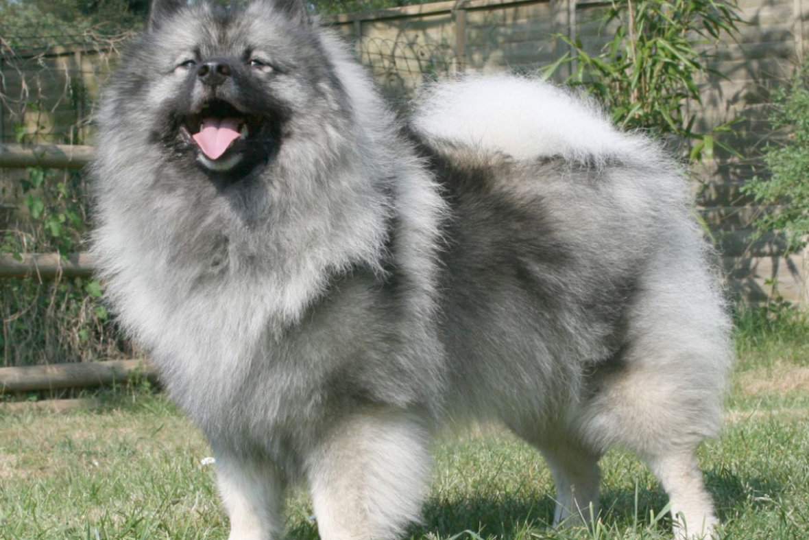 A Keeshond standing on green grass with tongue out, Keeshonds are among the dog breeds with manes 