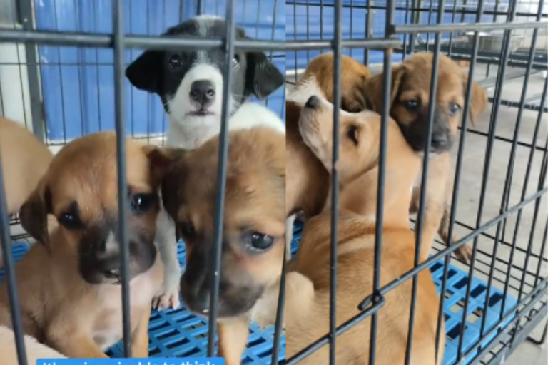 7 Puppies Abandoned in a Temple Meet Rescuers Who Won’t Give Up on Them