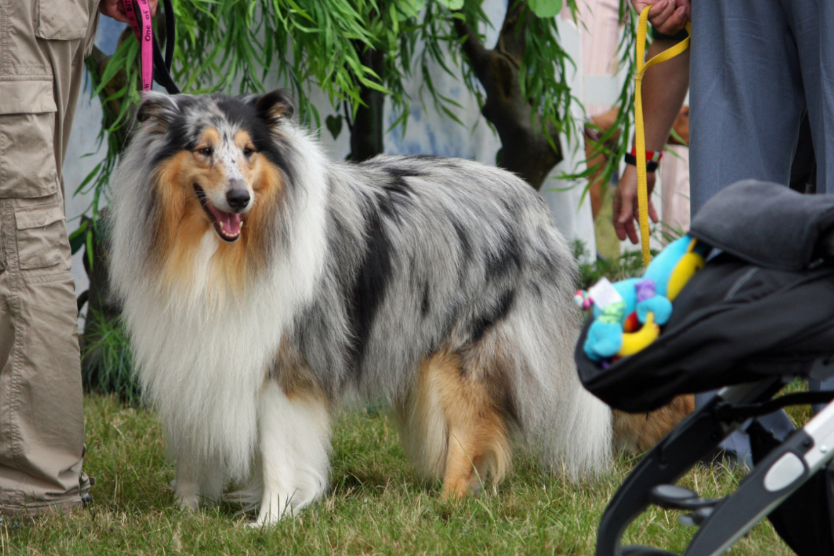 Close up of a Rough Collie with a merle coat and full mane, Rough Collies are among the dog breeds with manes