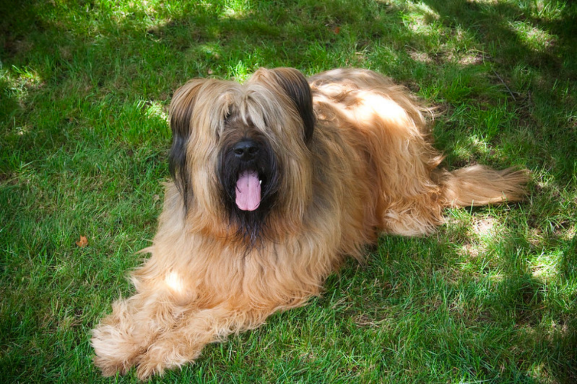 A Briard lying on green grass with tongue out, Briards are among the dog breeds with manes
