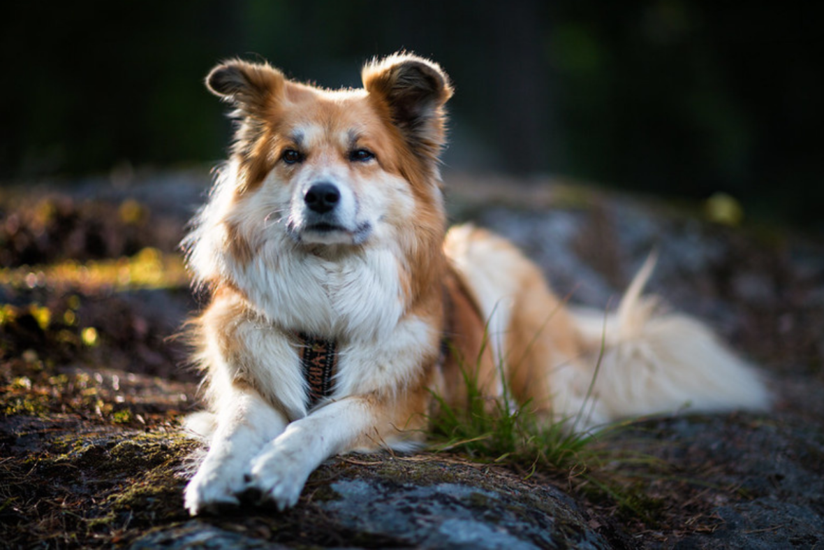 Close up of an Iceland Sheepdog lying on at the ground, Iceland Sheepdogs are among the dog breeds with manes 