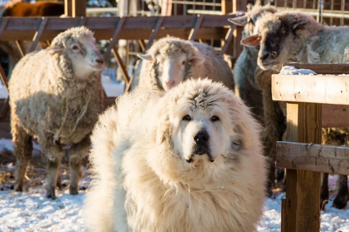 a Great Pyrenees standingin front of a flock of sheep, Great Pyrenees are among the dog breeds with manes