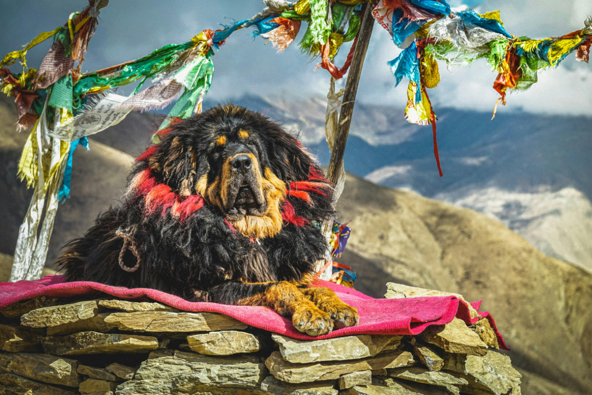 Tibetan Mastiff resting on a pink blanket placed on a pile of rocks, Tibetan Mastiffs are among the dog breeds with manes 