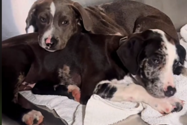 Blind Shelter Puppy Wonders Why Brother Sibling Got Adopted Without Him, Desires a Loving Home