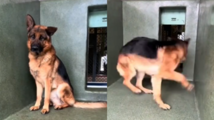 Stressed-Out Shelter Dog Couldn’t Stop Spinning in His Kennel Until This Happened