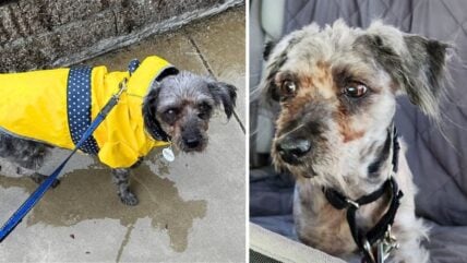 Senior Poodle Rescued From the Streets Longs to Grow Old in a Forever Home