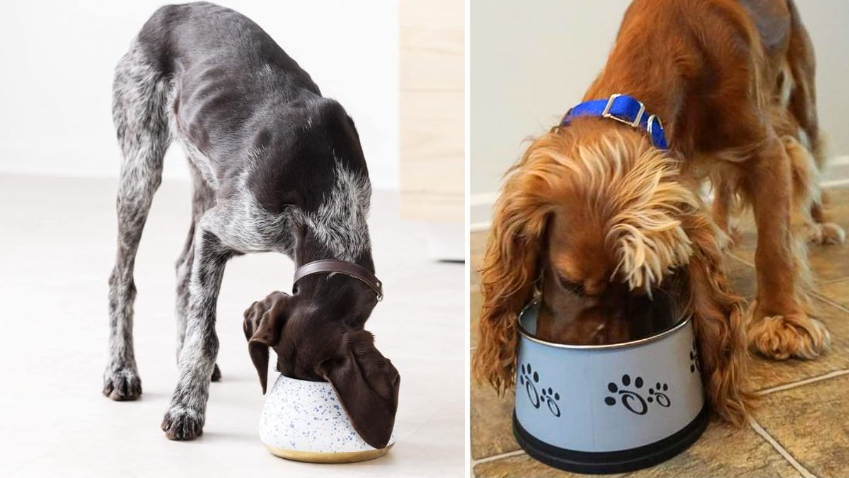 Top 5 Bowls For Long-eared Dogs To Minimize Mess! - Rocky Kanaka