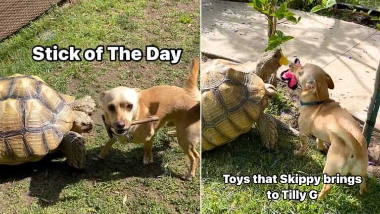 Chihuahua's Joyful Friendship With Tortoise Proves Love Knows No Species