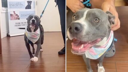 Happiest Shelter Dog Can’t Keep Calm After Finding Forever Family 
