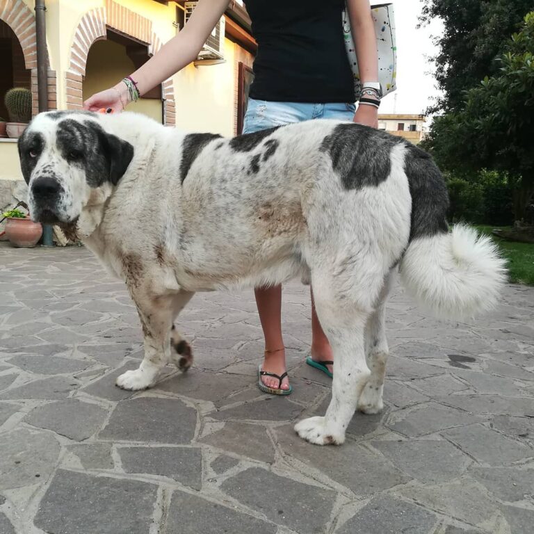 This Dog Was Bred by Mother Nature. Meet the Alabai, the Central Asian Shepherd dog