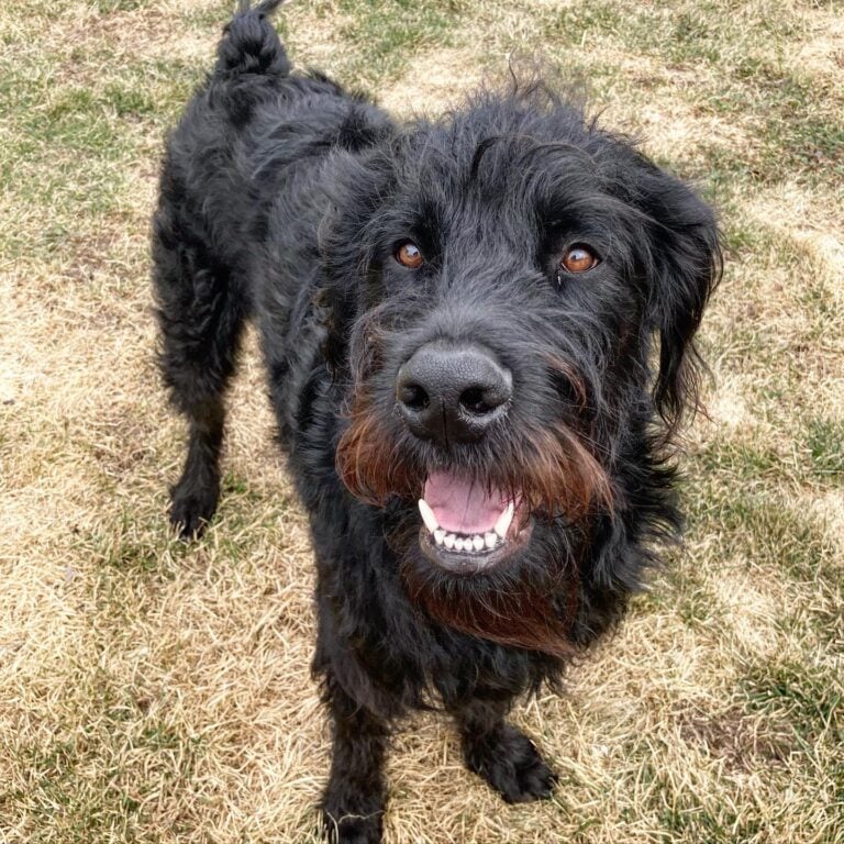 Rottie Poo