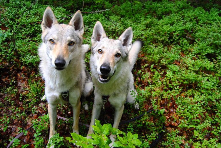 Czechoslovakian Wolfdogs