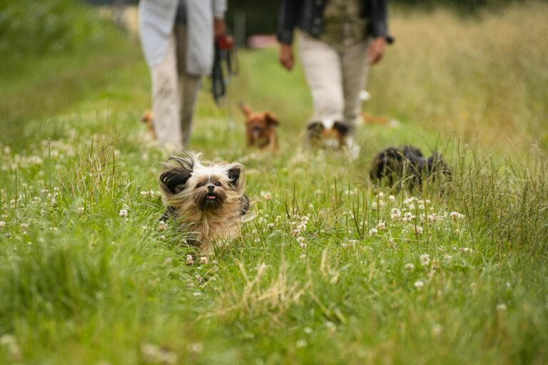 Four dogs walking with their owners in a field with long grass, grass seeds in dogs is common during summer months