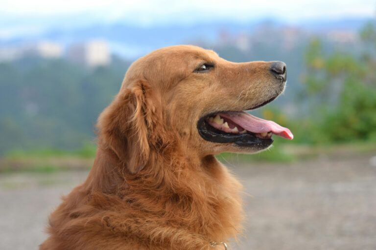 Close up of a Golden Retriever with mouth open, the Golden Retriever's lifespan ranges between 10–12 years