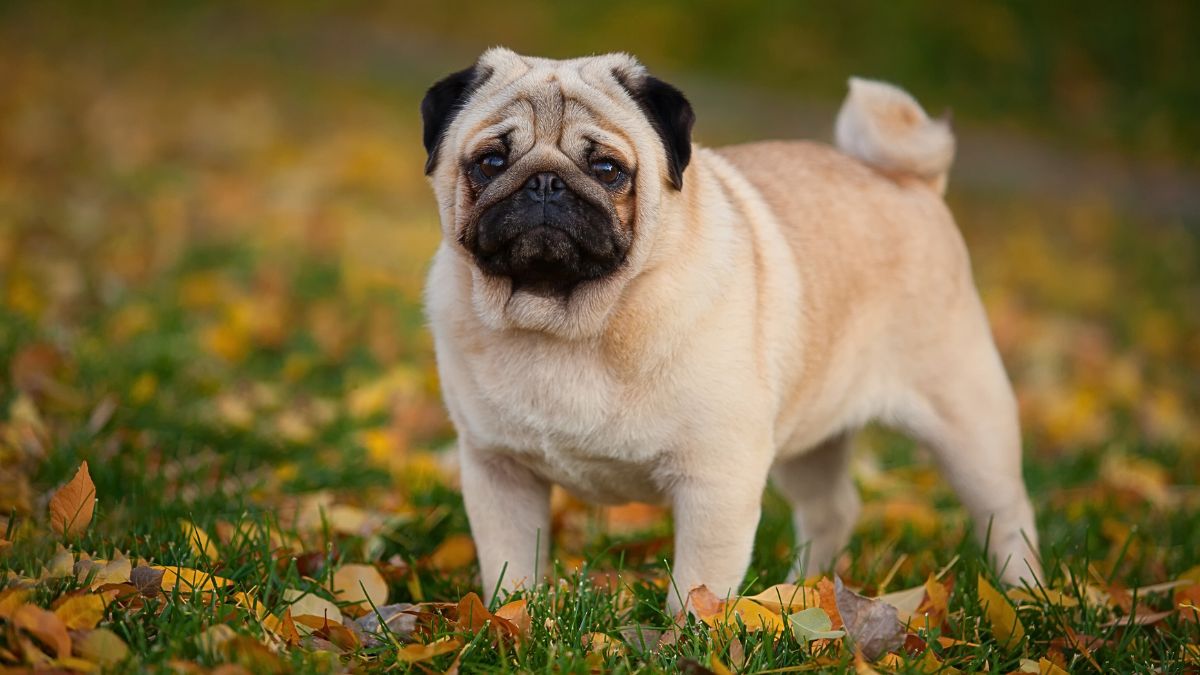 Pug names fashion list