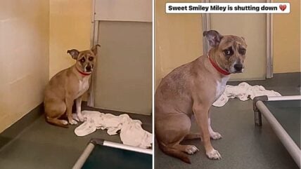 Sweetest Dog Ever Devastated After Being Returned to Shelter for Having ‘Puppy Energy’  
