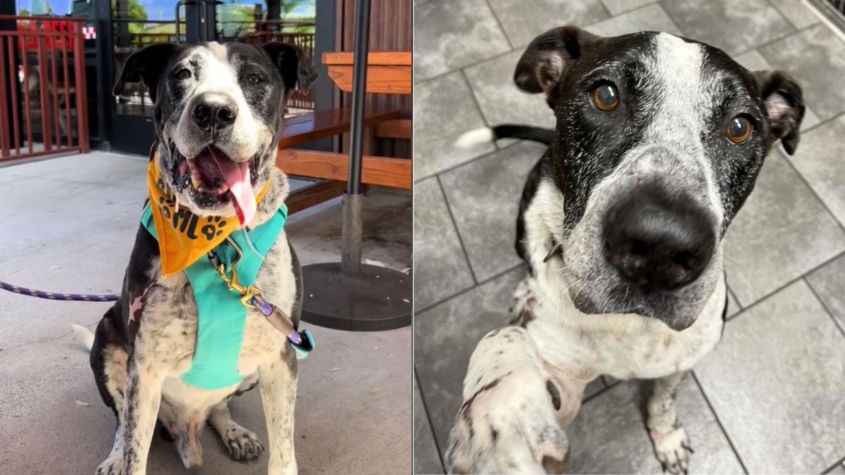 Hawaii's Most Loveable Dog Still Can't Find A Home After 365 Days 