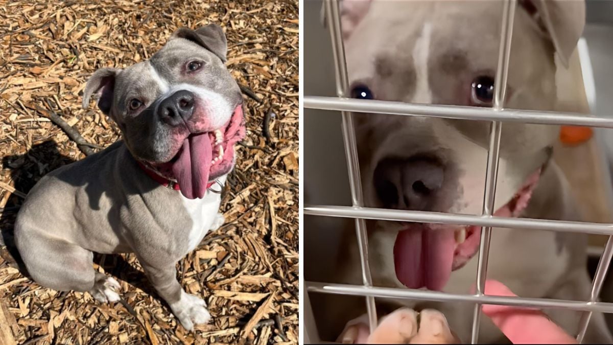 Loyal Pit Bull  Watches His Best Friend Get Adopted, Now After 5 Years it’s His Turn!