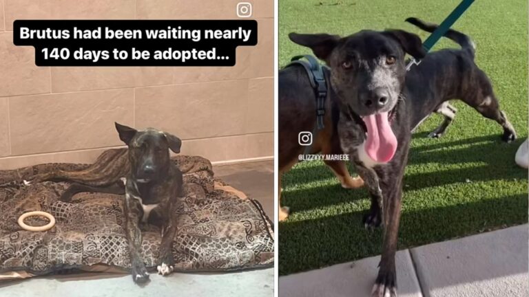 Heartwarming Video Daptures Shelter Dog Who Can't Contain his Excitement After Getting Adopted