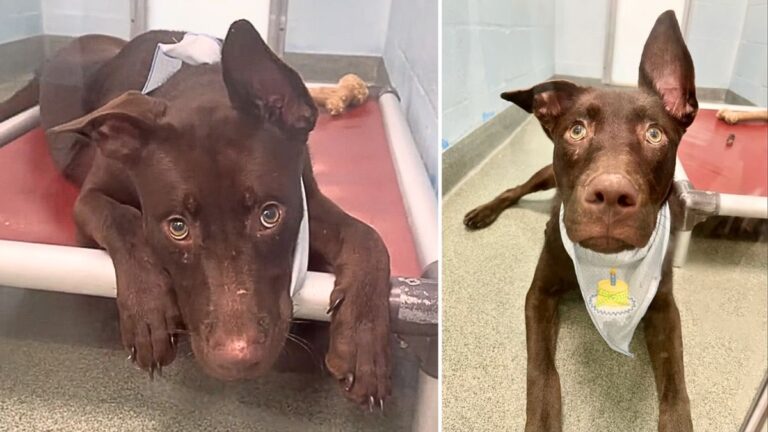 Sadness as Shelter Dog Turns 1 in Lonely Kennel & Not a Real Home 