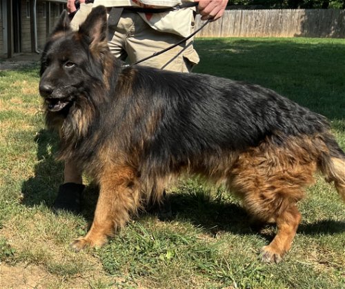 Cody up for Adoption