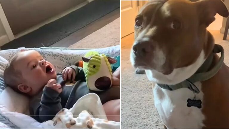 Pitbull's Reaction to Screaming Baby Will Leave You in Tears of Laughter! What To Expect When Dogs & Babies Meet