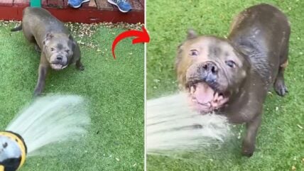 Forget Graceful Sips, This Dog’s Water Drinking Technique is Pure Chaos