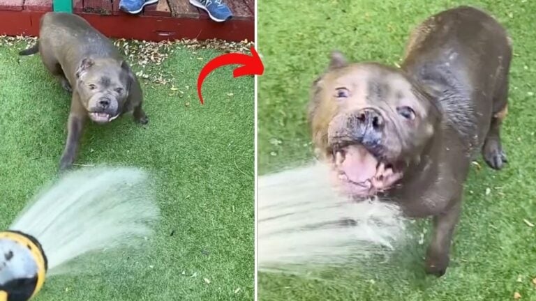 Foster Dog's Water-Chomping Shenanigans Are Too Adorable to Miss!