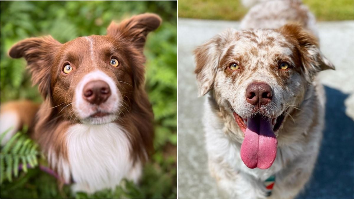 12 Dog Breeds With Eyes So Green They Look Enchanted Rocky Kanaka