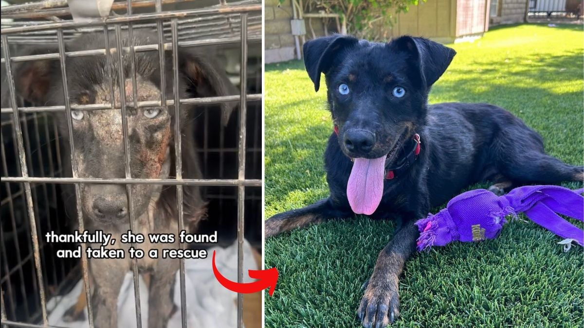 Stray Dog Rescued With Rotting Skin Amazes Everyone With Her Transformation