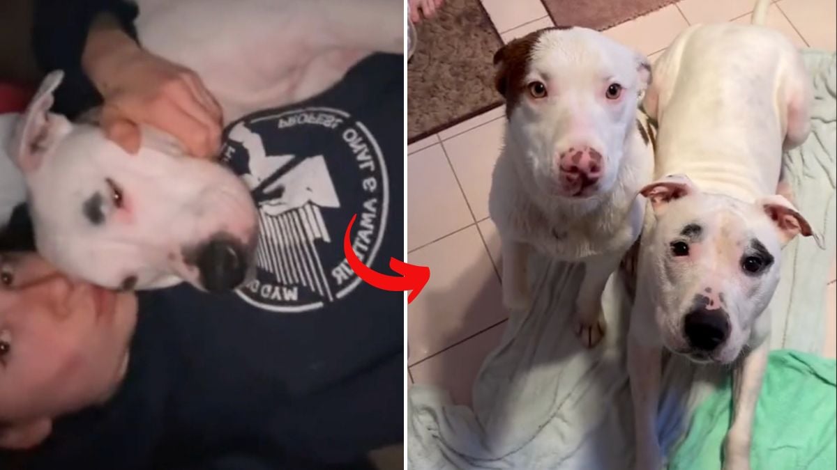 Foster Dog Struggling With Anxiety Gets Birthday Gift of His Dreams
