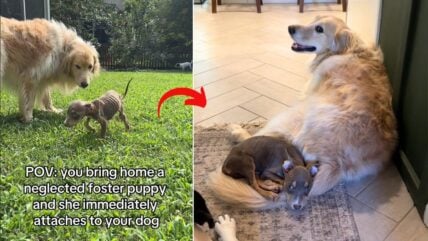 Foster Puppy’s Friendship With Adopted Dog is the Sweetest Thing You’ll See All Day