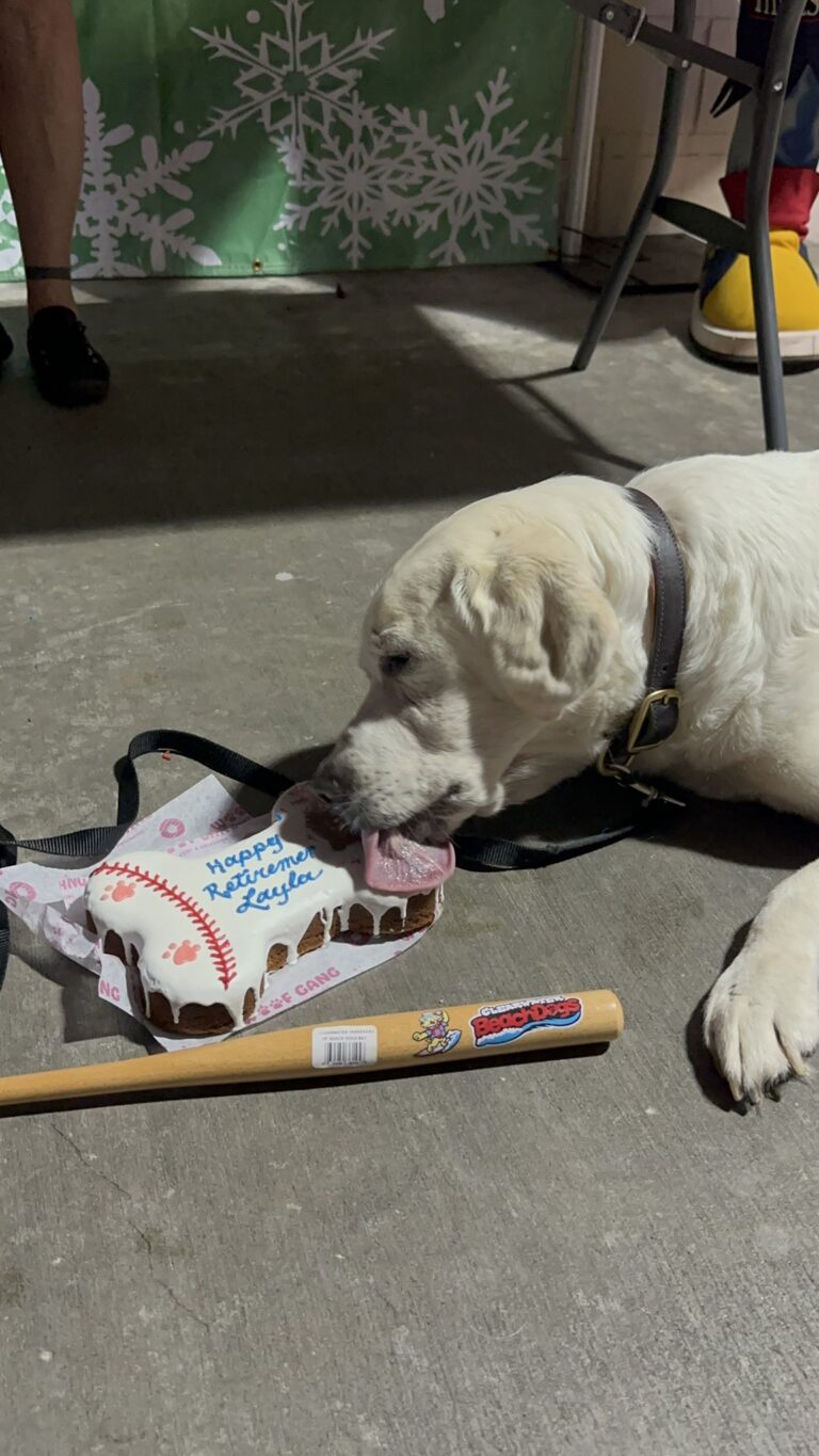 One Last Fetch: The Emotional Retirement of a 13-Year-Old Bat Dog