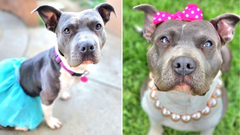 ‘Ballerina’ Dog Saved from Euthanization Last Minute, Yearns for Forever Family