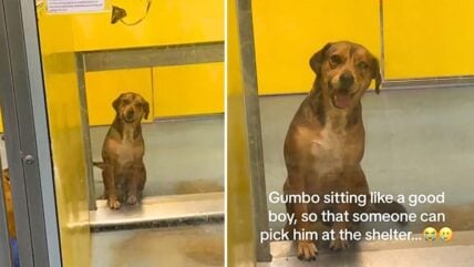 Shelter Dog ‘Sits Like a Good Boy’ for 400 Days Straight to Get Noticed By Potential Adopters